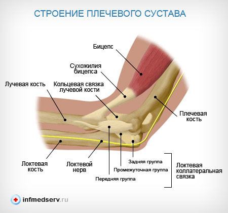 От чего могут болеть лучевые кости От чего могут болеть лучевые кости
