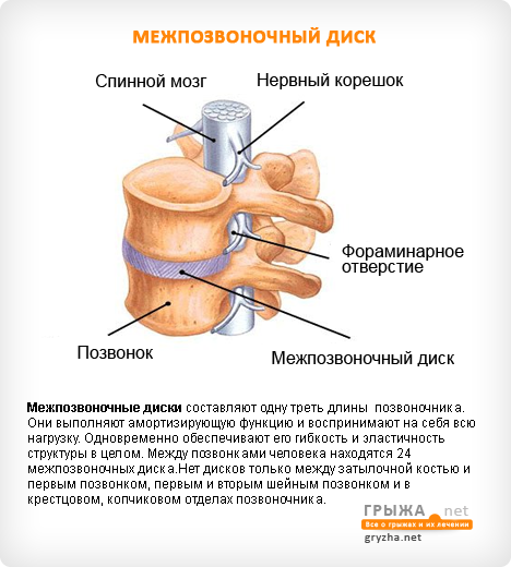 Дизонтогенез поясничного отдела позвоночника что это Дизонтогенез поясничного отдела позвоночника что это