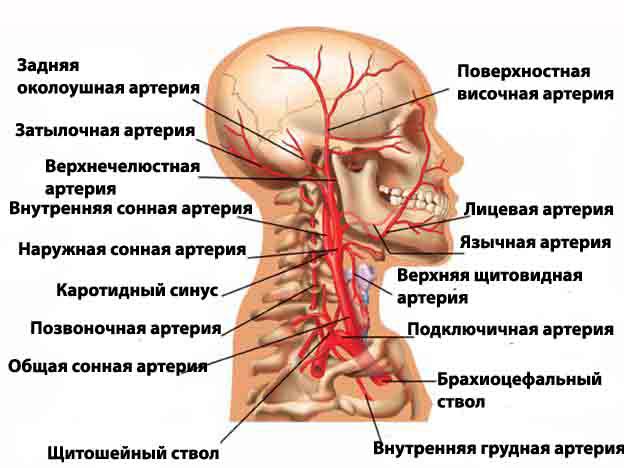 И хороший и плохой холестерин выше нормы