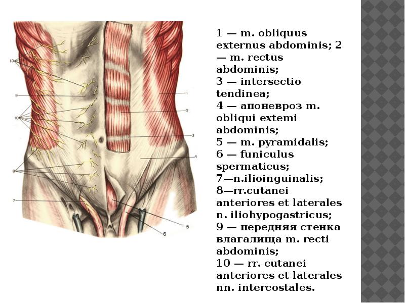 Стенки живота анатомия. Передняя брюшная стенка топографическая анатомия грыжи. Анатомия передней брюшной стенки живота. Мышцы передней брюшной стенки топографическая анатомия. Послойная анатомия передней брюшной стенки.